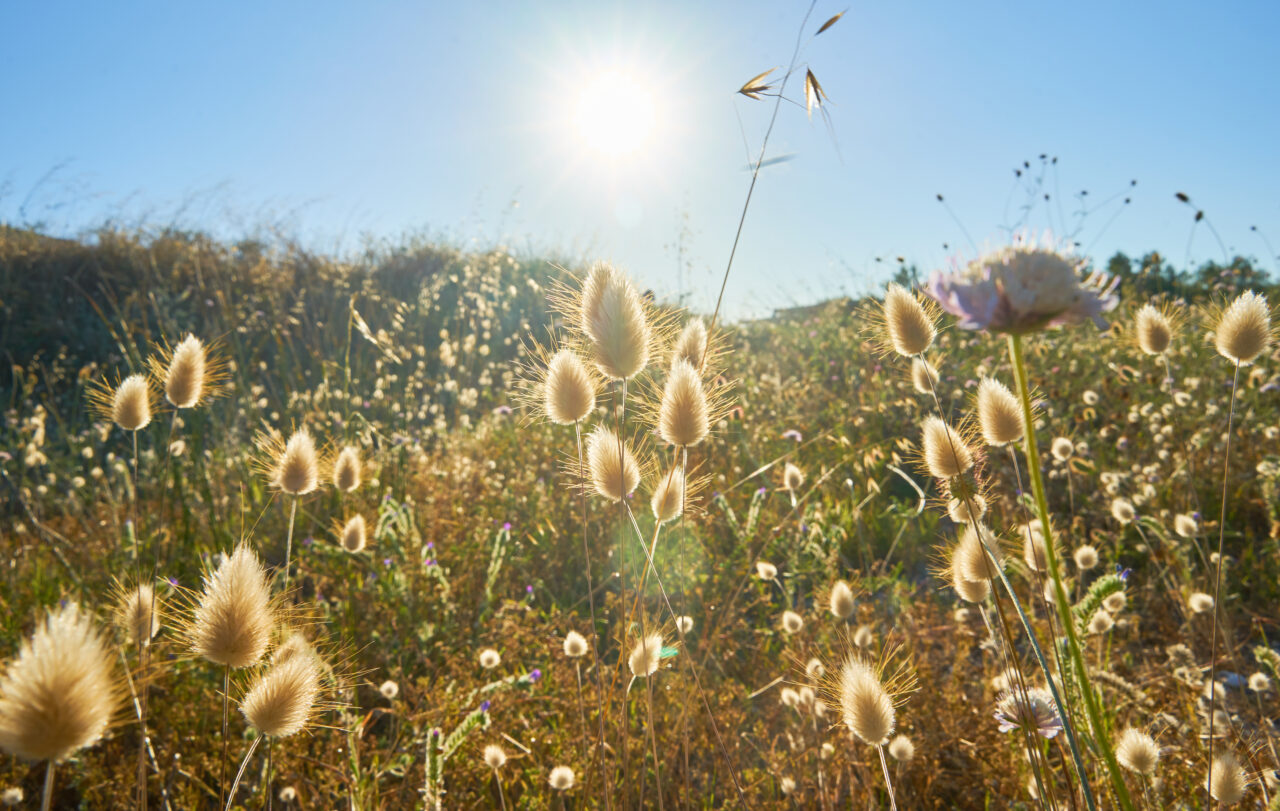 Photo: landscape of sun shining on plants