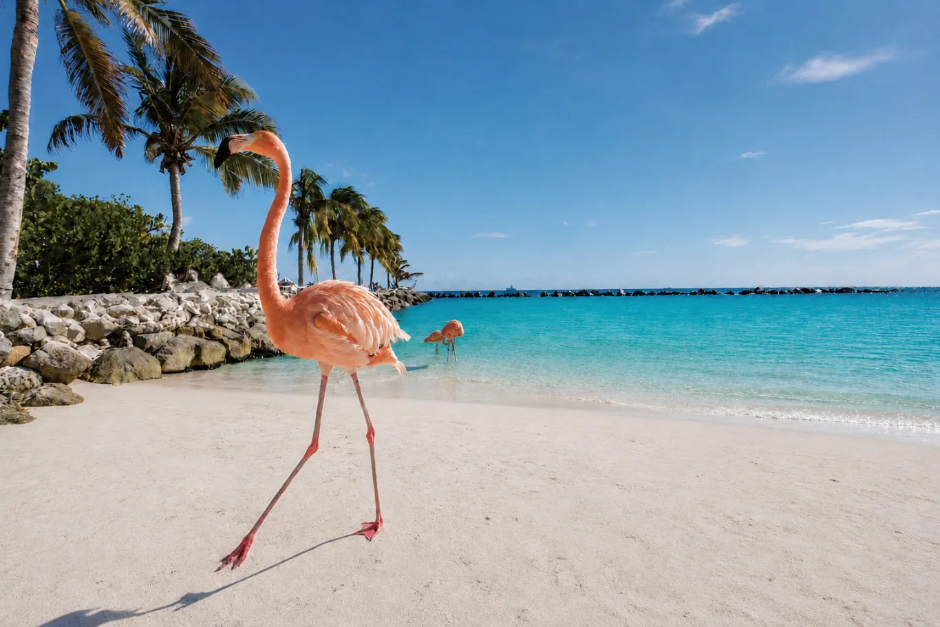 A flamingo walking on a sandy beach in Aruba, with palm trees and turquoise water behind it.